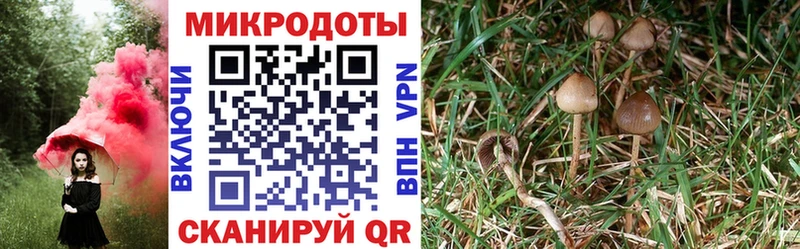Псилоцибиновые грибы мицелий  кракен ONION  Киселёвск 